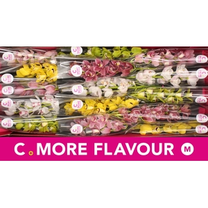 Mini cymbidium 'Mix' 50 cm