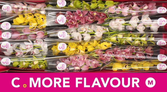 <h4>Mini cymbidium 'Mix' 50 cm</h4>