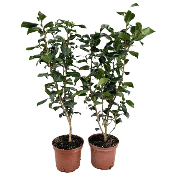 <h4>Camellia japonica</h4>