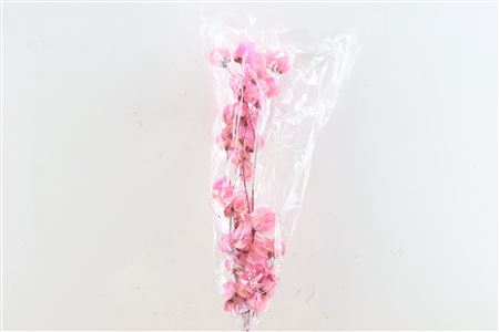 <h4>Dried Bougainvillea 55cm Pink Bunch</h4>