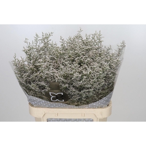 LIMONIUM MISTY WHITE 50GR
