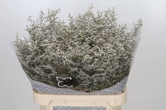 <h4>LIMONIUM MISTY WHITE 50GR</h4>
