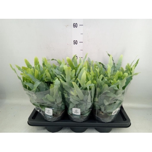 Phlebodium aureum 'Blue Star'