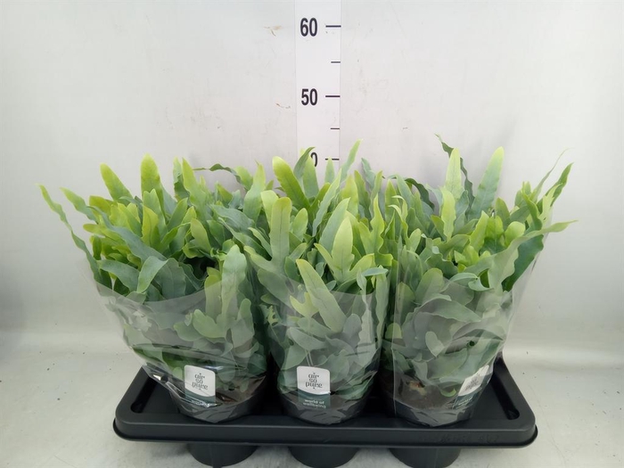 <h4>Phlebodium aureum 'Blue Star'</h4>
