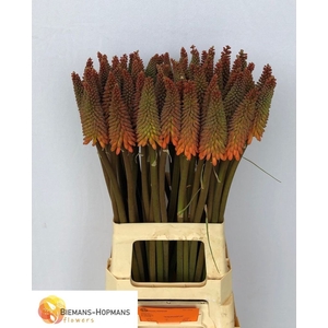 Kniphofia Alcazar Biemans