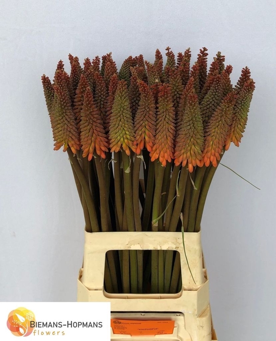 <h4>KNIP ALCAZAR</h4>