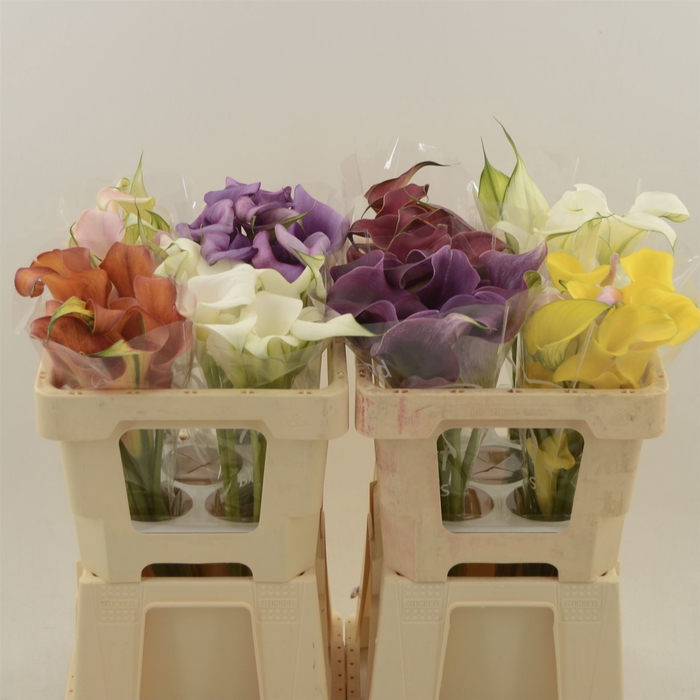 <h4>Calla Gemengd In Fust | Dubbelbloemig</h4>