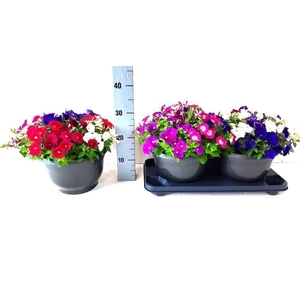 Petunia  'Picobella'   ...mix
