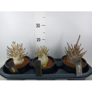 Adenium NB 'Ansu Baobab'