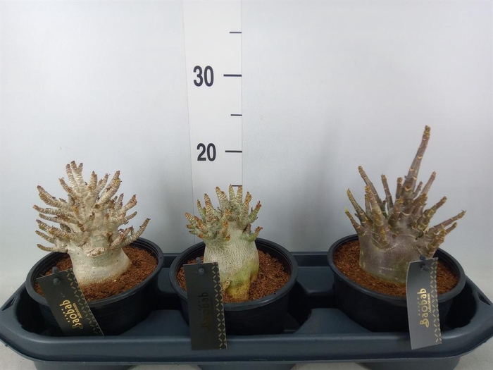 <h4>Adenium NB 'Ansu Baobab'</h4>