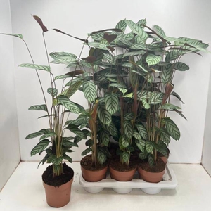 CTENANTHE COMPACTSTA