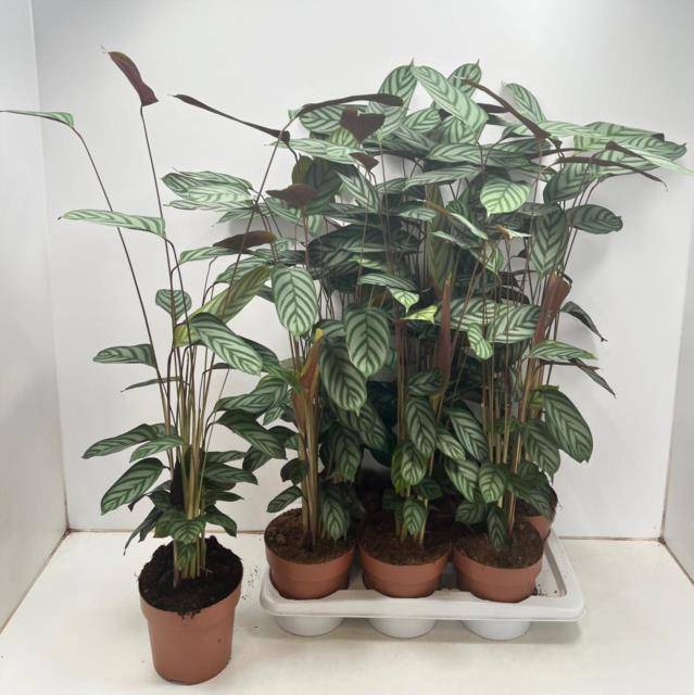 <h4>CTENANTHE COMPACTSTA</h4>