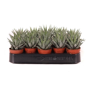 Haworthia big band 5,5 cm