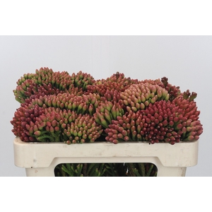 Kaaps Groen Red Brunia