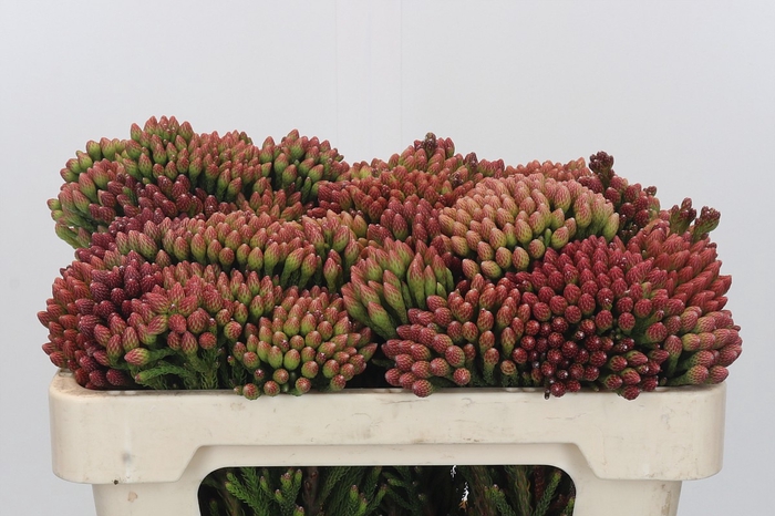 <h4>Kaaps Groen Red Brunia</h4>