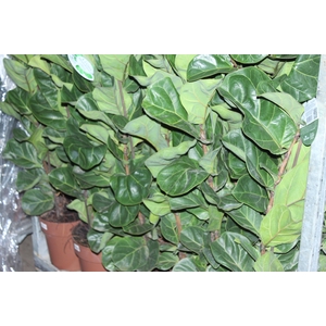 FICUS LYRATA BAMBINO P23 MIN 3 HT COMPACTO