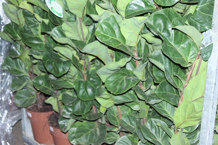 <h4>FICUS LYRATA BAMBINO P23 MIN 3 HT COMPACTO</h4>