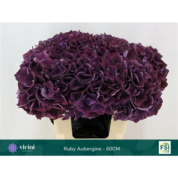 <h4>Hydr Ruby Aubergine 60 cm Vicini</h4>