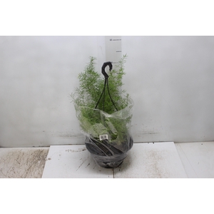 ASPARGO ALFINETE C21