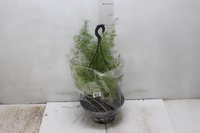 <h4>ASPARGO ALFINETE C21</h4>