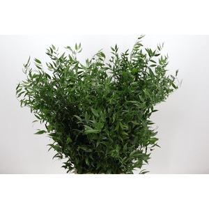 Ruscus Italia Long x6