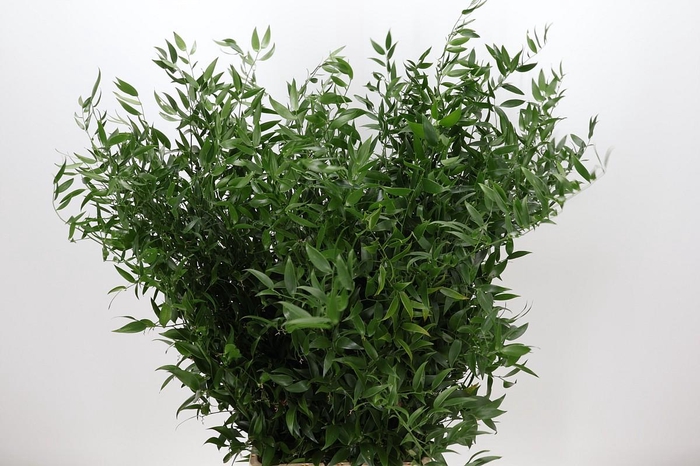 <h4>Ruscus Italia Long x6</h4>