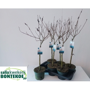 SALIX  MELANOSTACHYS