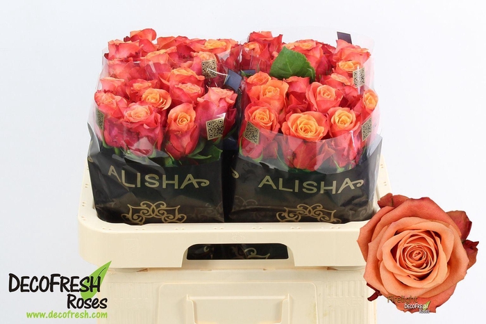 <h4>Rs gr Firelight+</h4>