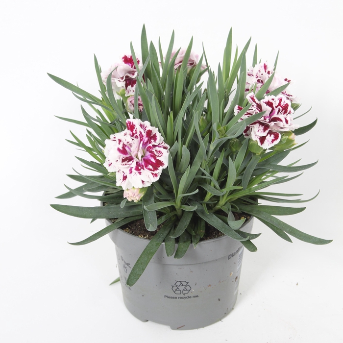 <h4>Dianthus Sissy p10,5</h4>