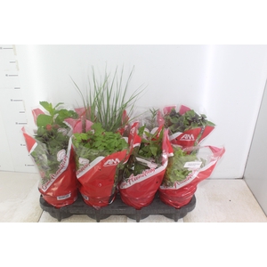 ERVAS AROMATICAS P15