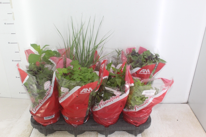 <h4>ERVAS AROMATICAS P15</h4>