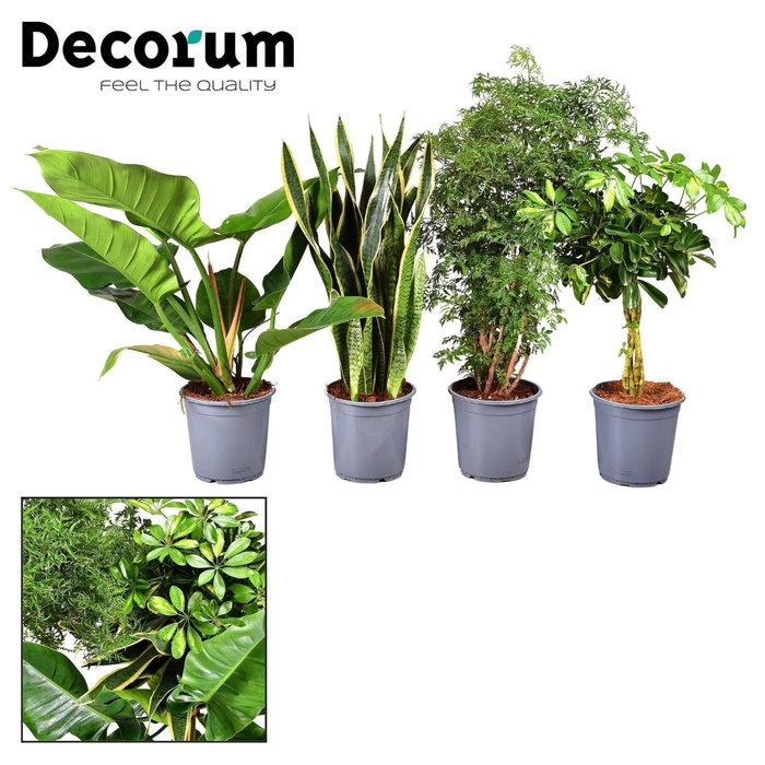 <h4>Groenmix Hawaii (diverse soorten) (Decorum)</h4>