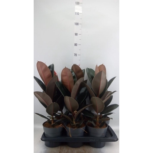 Ficus elastica 'Abidjan'