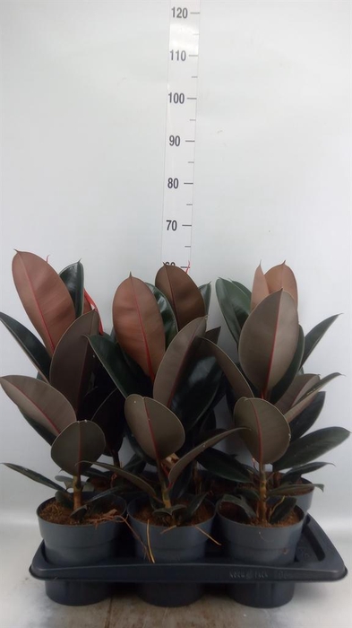 Ficus elastica 'Abidjan'