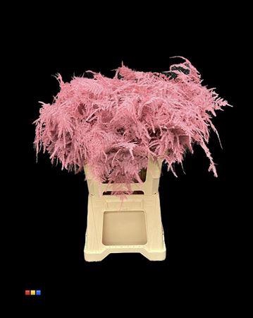 <h4>Asp Extra Pink</h4>