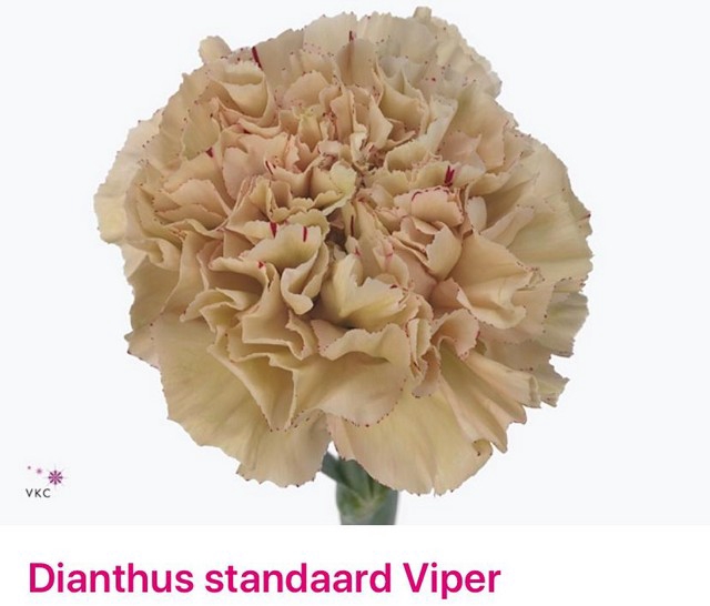 <h4>Dianthus st viper</h4>