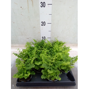 Adiantum raddi. 'Fritz-Luthi'