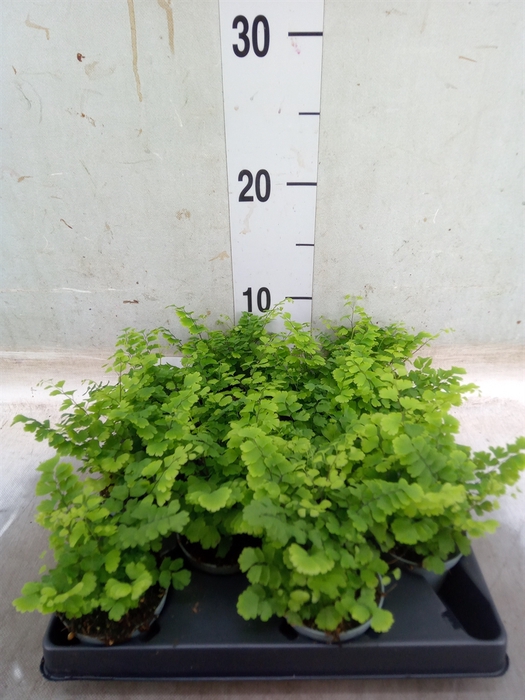 <h4>Adiantum raddi. 'Fritz-Luthi'</h4>