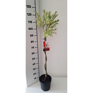 SALIX IN FLAMINGO