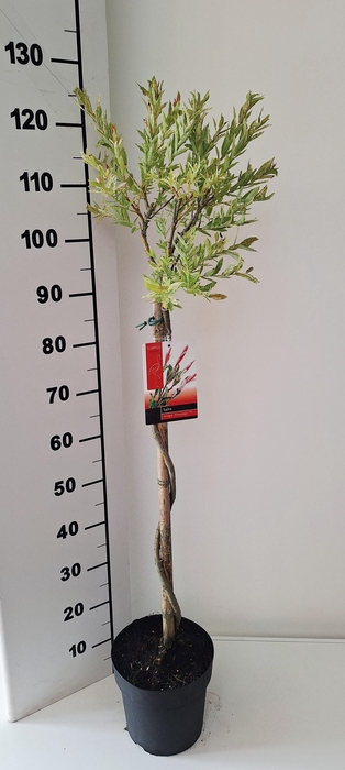 <h4>SALIX IN FLAMINGO</h4>
