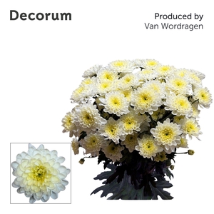 Chr T Altaj Cream Decorum