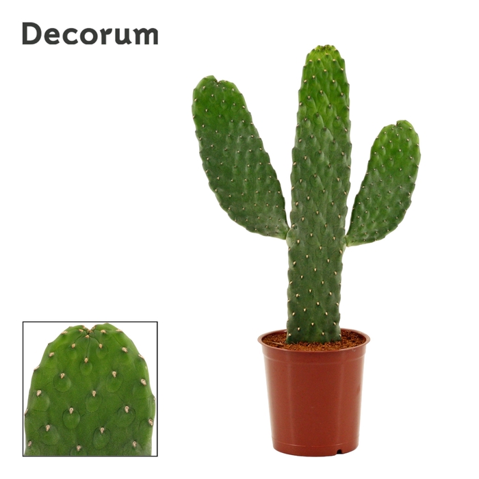 <h4>Opuntia consolea rubescens 12 cm (Decorum)</h4>