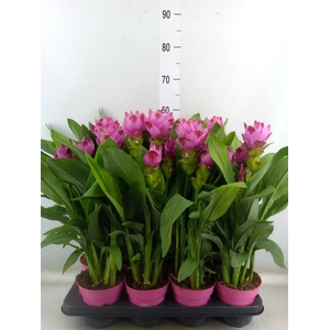 Curcuma alism. 'Siam Sanna'
