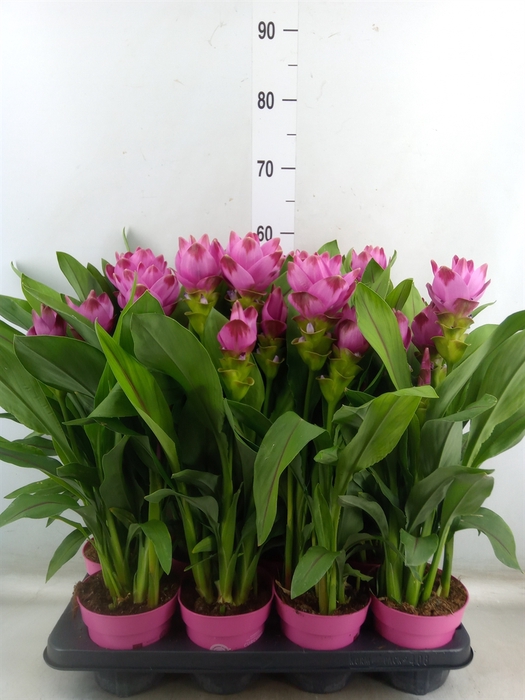 <h4>Curcuma alism. 'Siam Sanna'</h4>
