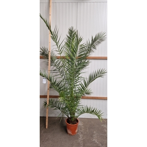 PHOENIX CANARIENSIS