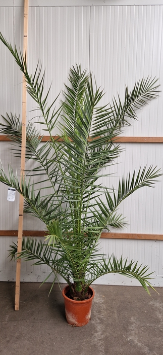 <h4>PHOENIX CANARIENSIS</h4>
