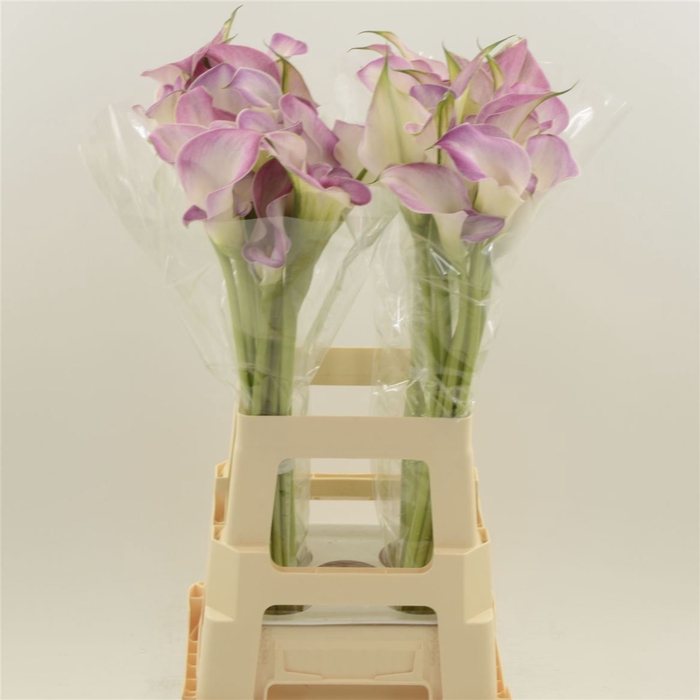 <h4>Calla Denver | Dubbelbloemig</h4>