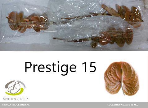 <h4>ANTH A PRESTIGE</h4>