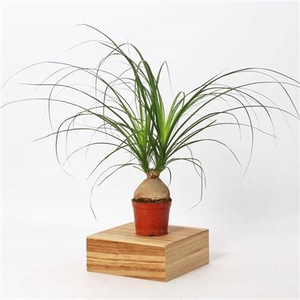 Nolina Recurvata 12cm - 6-8cm Knol