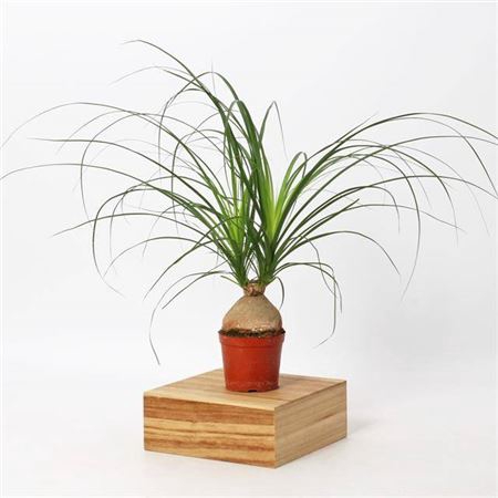 <h4>Nolina Recurvata 12cm - 6-8cm Knol</h4>